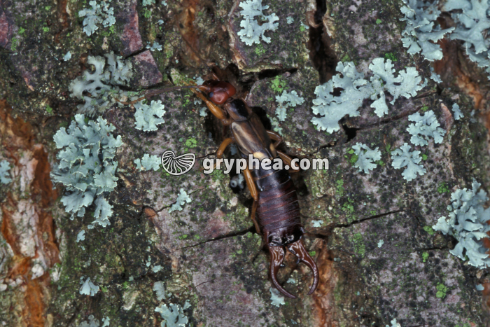 Forficule mâle (Forficula auricularia) - gryphea.com